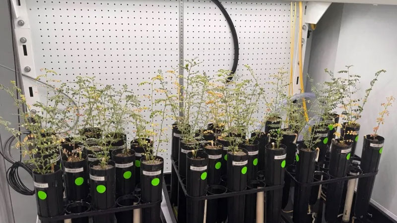 Учёные выращивают горох на искусственном лунном грунте, но не решаются попробовать его в виде супа