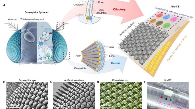 Китай разработал «глаз-муху» для беспилотников, обеспечивающий панорамное зрение и датчик запахов